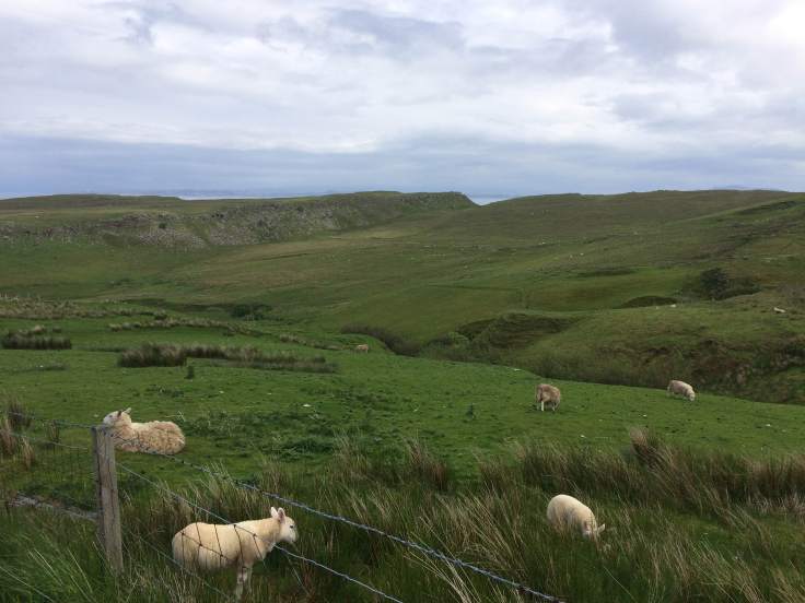 Culnacnoc: Where the sheep far outnumber the human population.